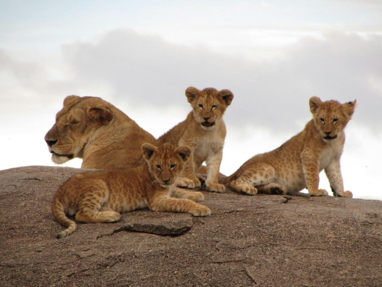 Your Complete Tanzania Itinerary: Must-See Destinations and Unforgettable Experiences in 2026–2028