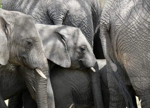 9-Day Luxury Tanzania Safari Holiday: Wild Places, Unhurried Comfort