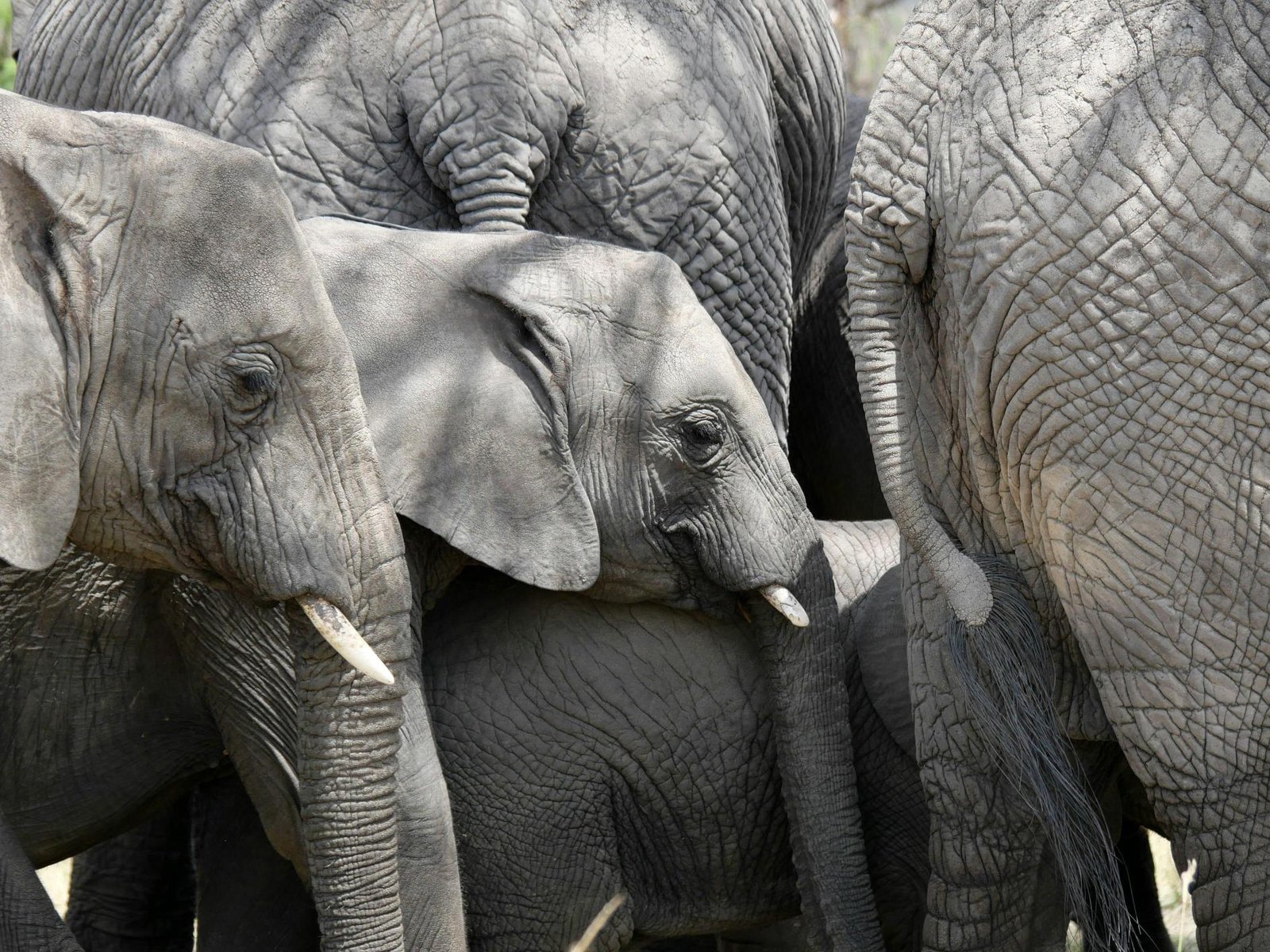 9-Day Luxury Tanzania Safari Holiday: Wild Places, Unhurried Comfort