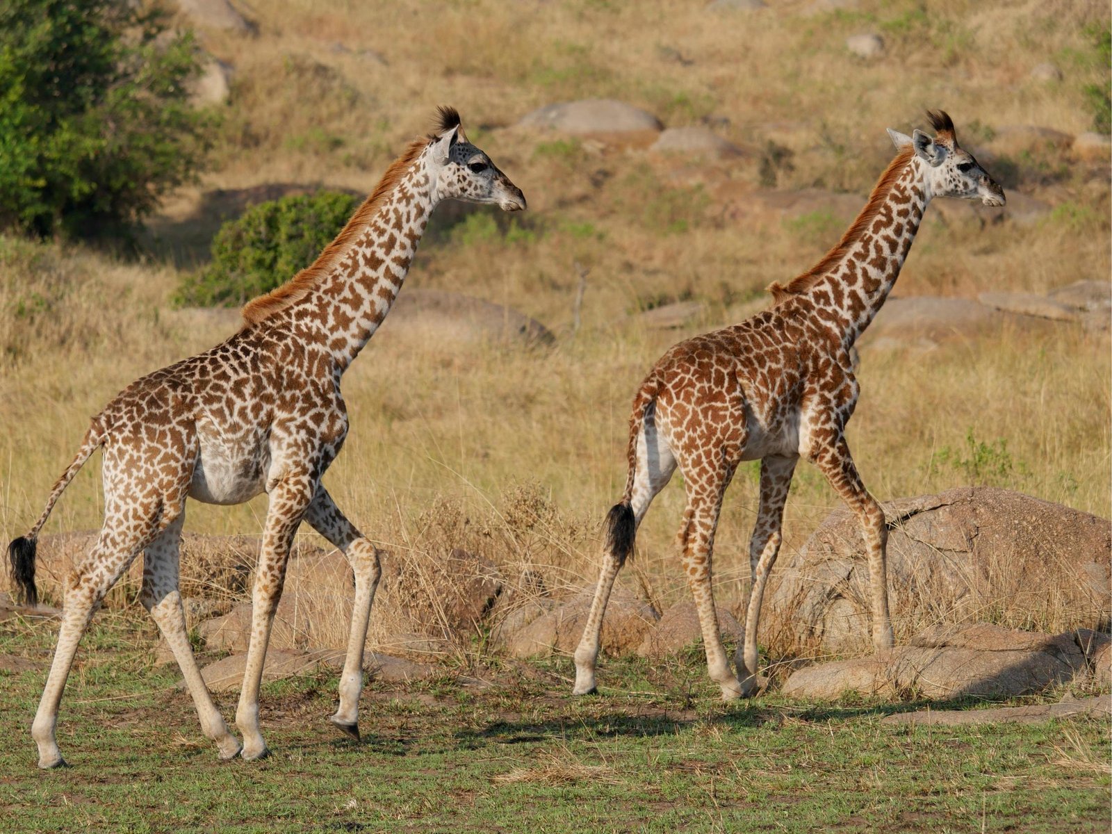 8 Days Tanzania Family Safari Adventure