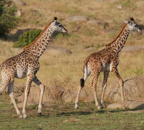 Volunteer with EKO Tanzania Adventures – Travel with Purpose