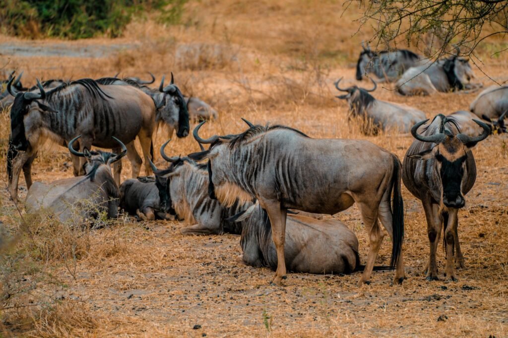 Serengeti National Park: Tanzania’s Wildest Big-Cat and Migration Safari