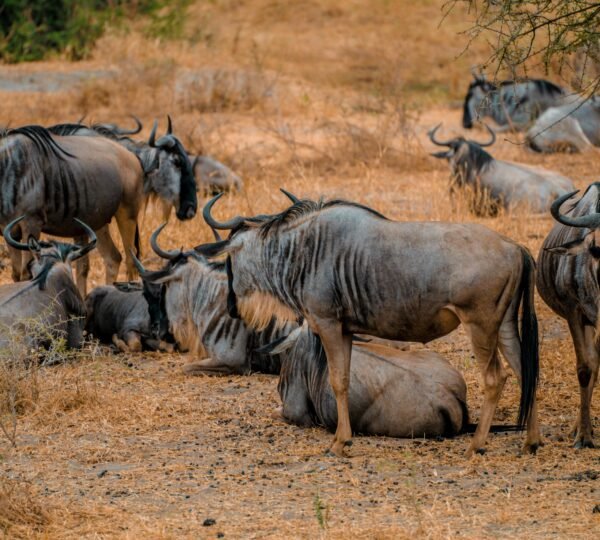 Serengeti National Park: Tanzania’s Wildest Big-Cat and Migration Safari