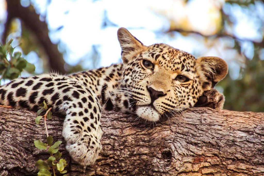 Solo Tanzania Safari Guide: 12 Things to Know Before You Travel Alone