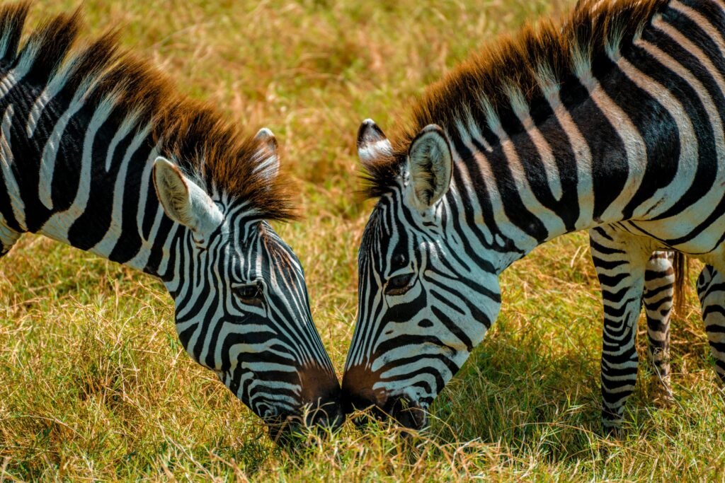 Tanzania Safari Packing List: 25 Smart Things to Bring and What to Wear