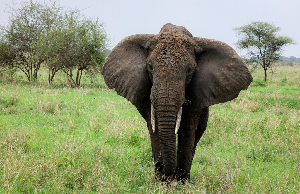 How Much Does a Tanzania Safari Cost? 2026–2027 Price Guide