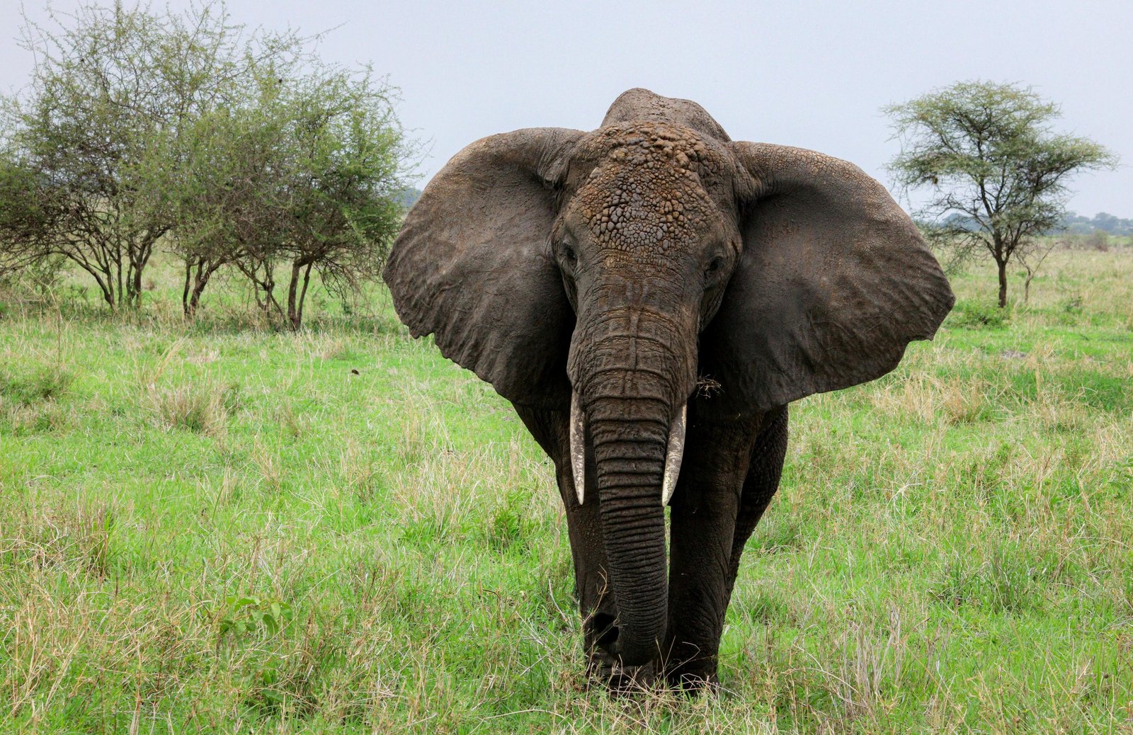 The Ultimate Technique of Ethical Guiding: How Eko Tanzania Adventures Guides Prioritize Wildlife in 2026 and 2027