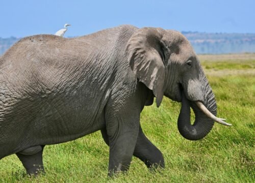 8 Days Tanzania Family Safari Adventure: A Well-Paced Northern Circuit Journey