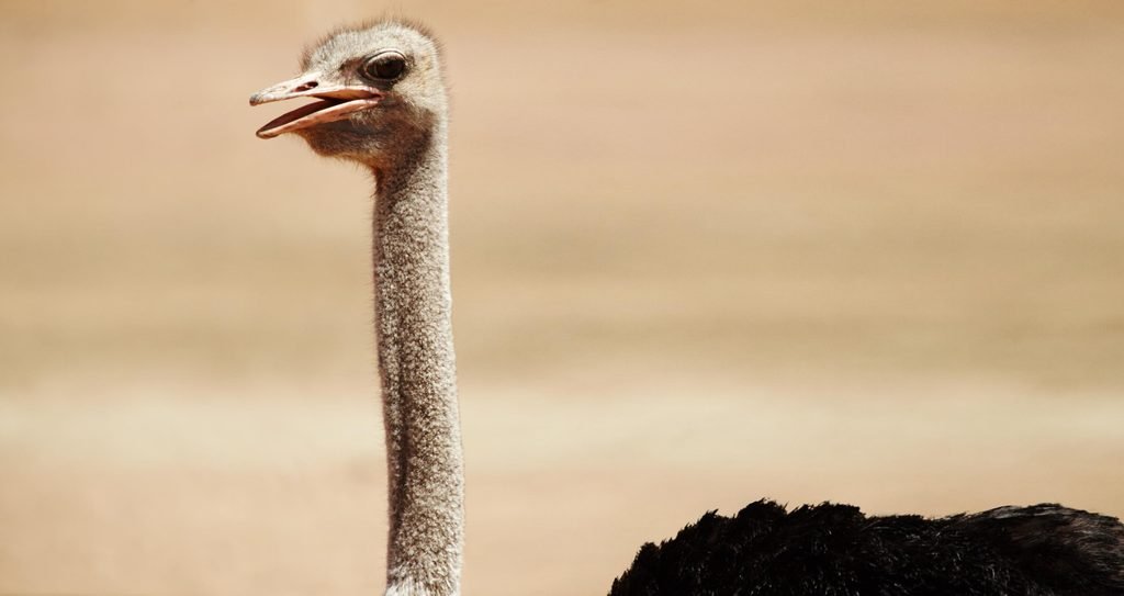 Is Tanzania Safe for Safari? 15 Practical Safety Tips for First-Time Visitors