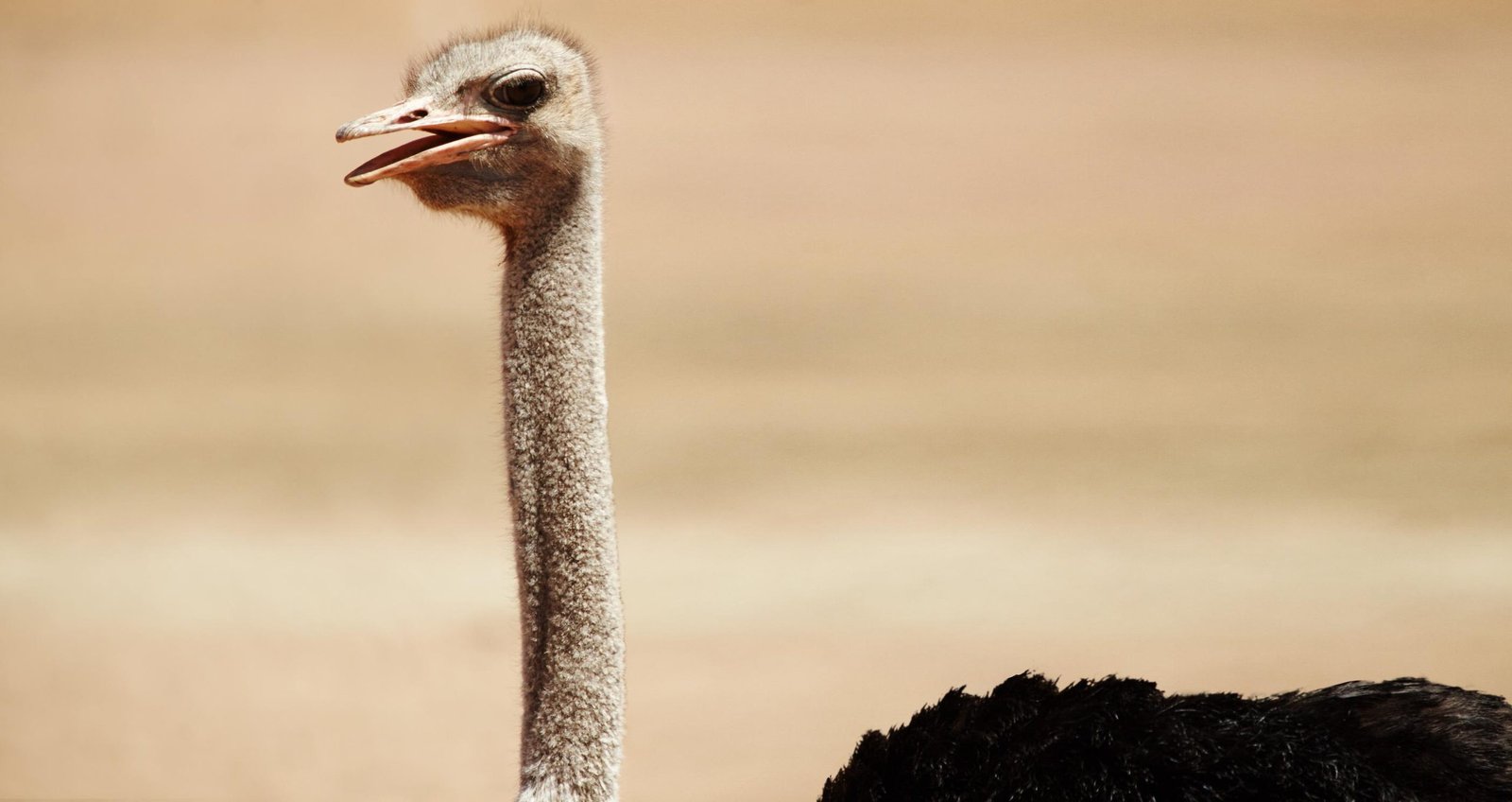 Is Tanzania Safe for Safari? 15 Practical Safety Tips for First-Time Visitors