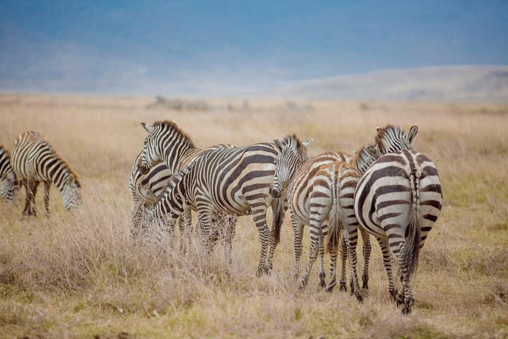 Tanzania Safari Etiquette: 15 Essential Rules for a More Respectful Wildlife Experience