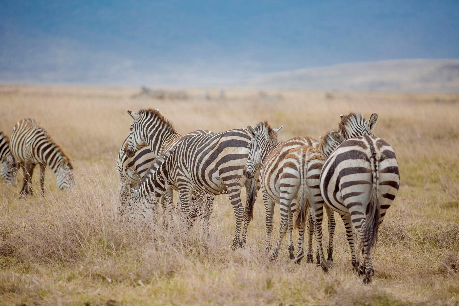Tanzania Safari Etiquette: 15 Essential Rules for a More Respectful Wildlife Experience