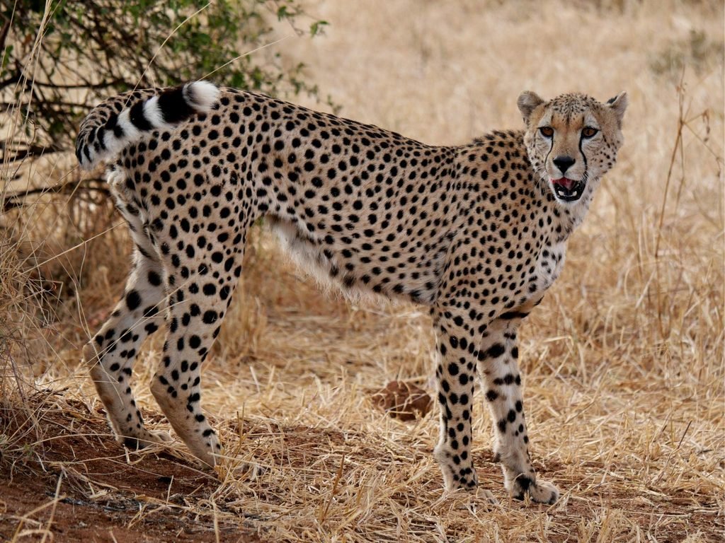 Solo Tanzania Safari Guide: 12 Things to Know Before You Travel Alone