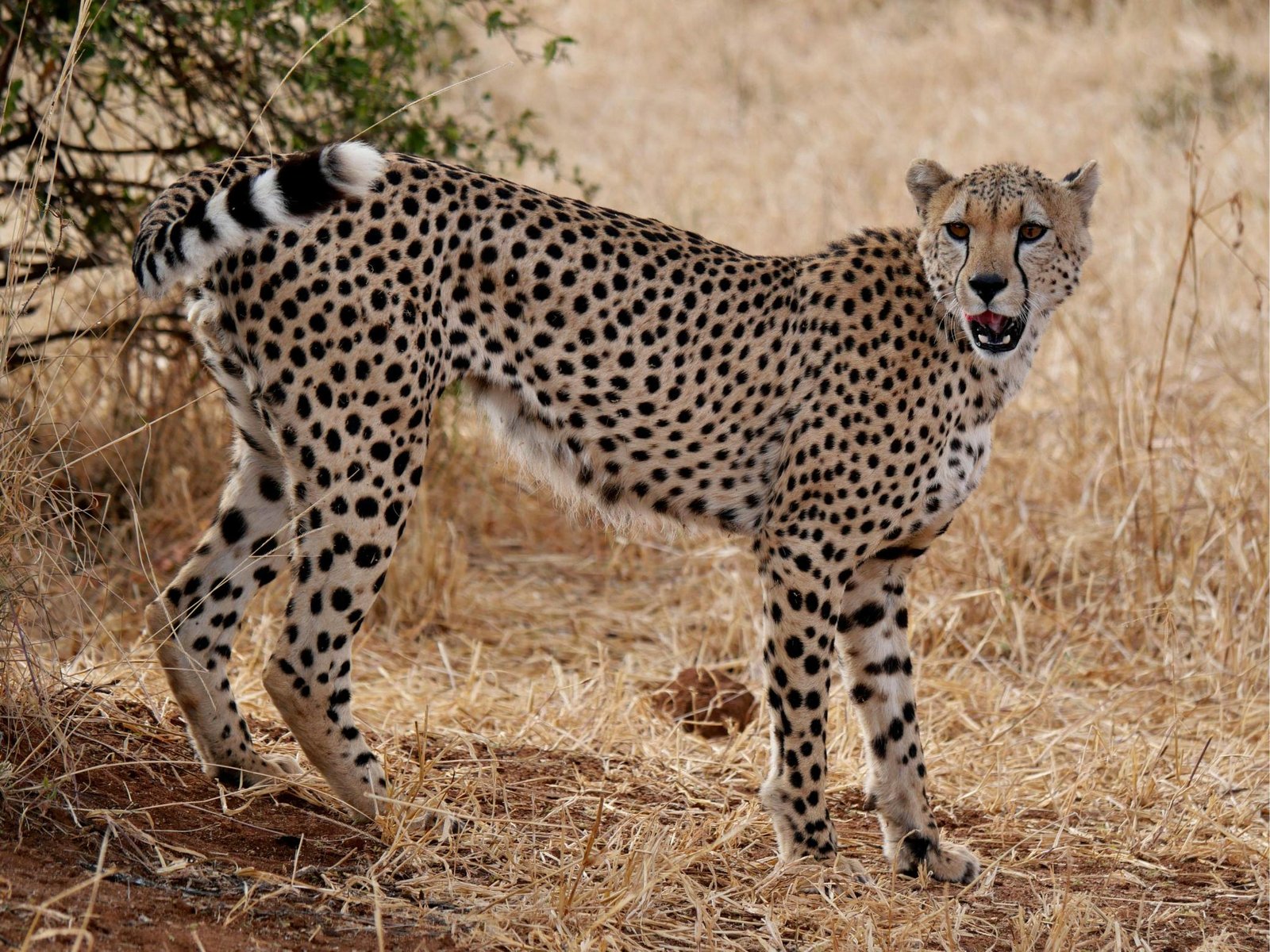 Tanzania's The Ultimate Locations for Walking Safaris in 2026, 2027 & 2028