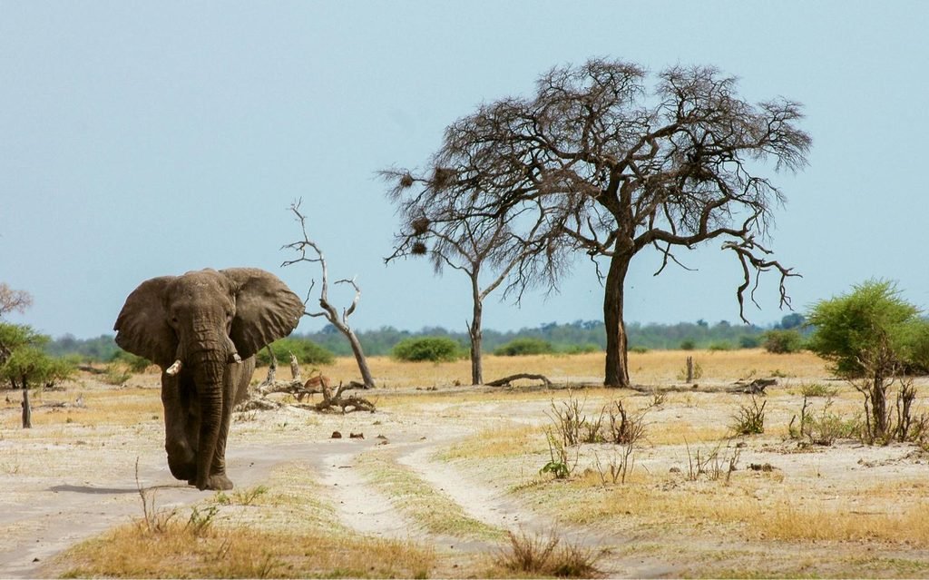 Tanzania Safari vs Kenya Safari: 9 Honest Differences to Help You Choose