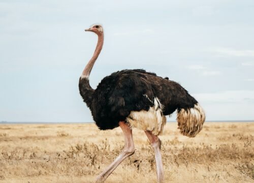 7-Day Classic Tanzania Safari: The Full Northern Circuit