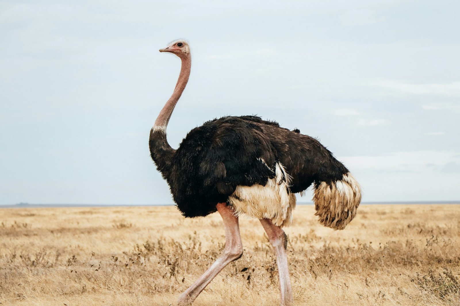7-Day Classic Tanzania Safari: The Full Northern Circuit