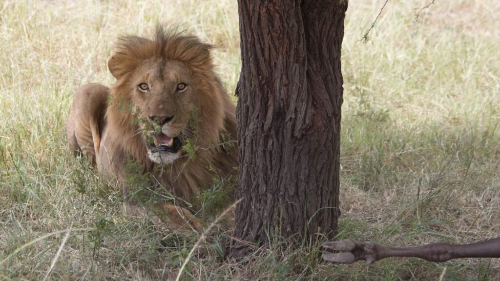 Serengeti National Park: Tanzania’s Wildest Big-Cat and Migration Safari