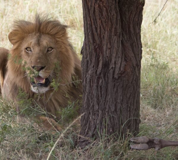 Serengeti National Park: Tanzania’s Wildest Big-Cat and Migration Safari