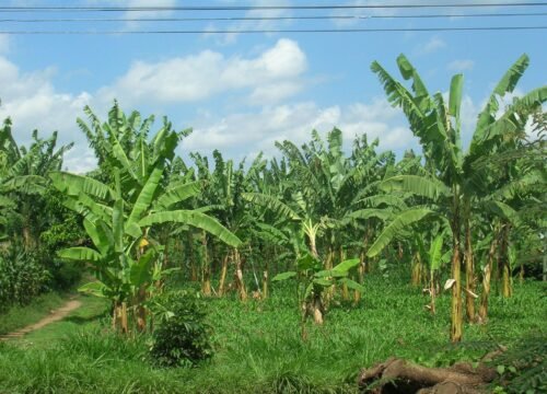 1-Day Marangu Waterfalls & Chagga Culture Tour: A Quiet Kilimanjaro Day