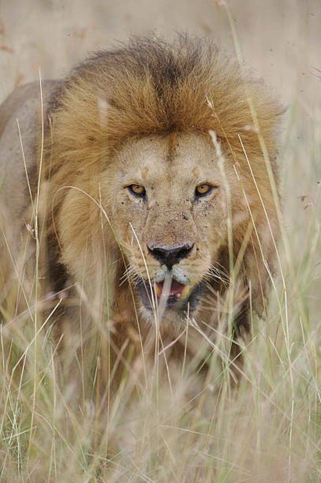 2 Days Nyerere National Park (Selous) Safari – 7 Powerful Reasons This Short Trip Feels Truly Wild