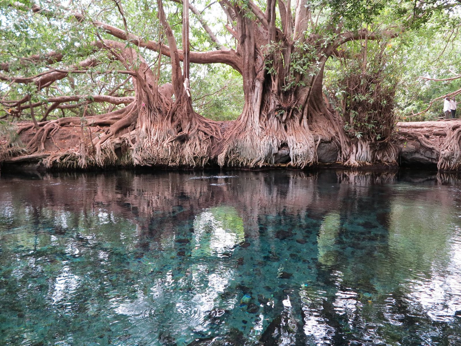 1-Day Chemka Hot Springs: Clear Water & Kilimanjaro Foothills