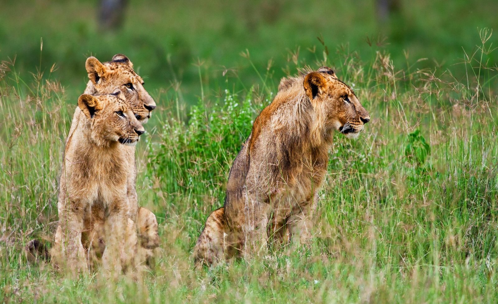 30 Tanzania Safari Questions Answered