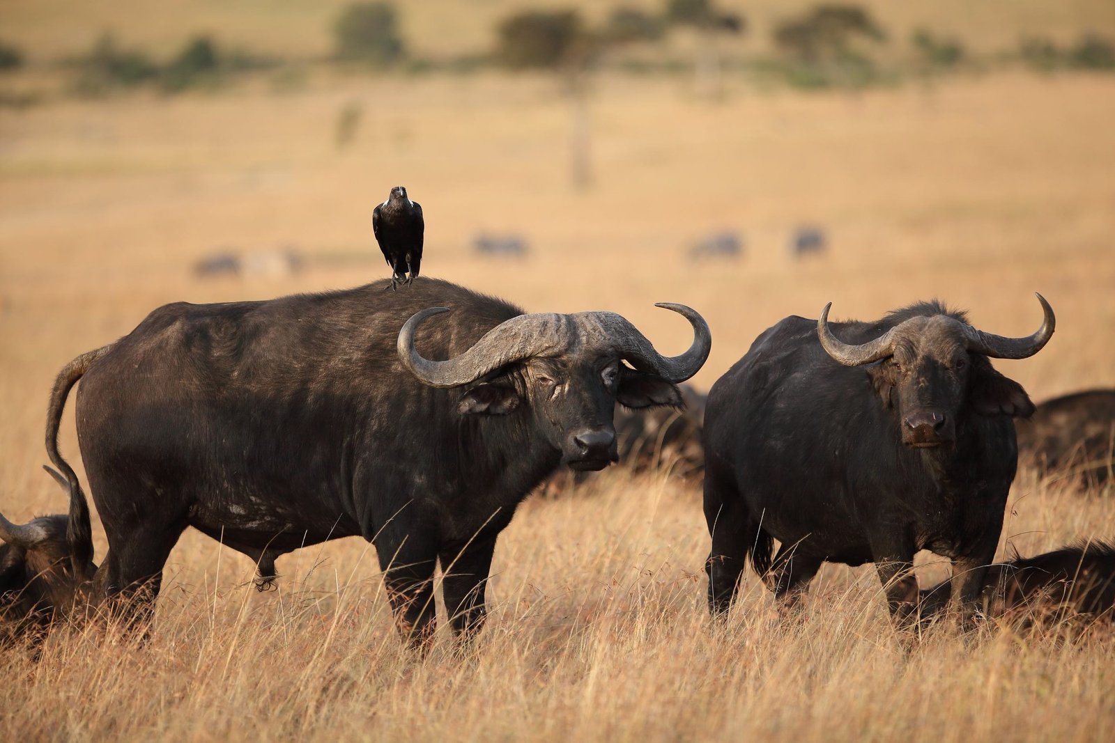 Tanzania Big Five Safari Guide