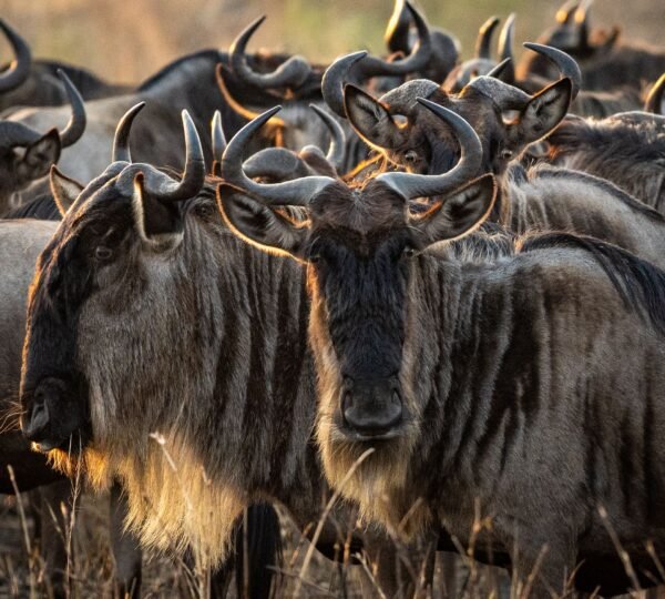 6 Days Tanzania Great Migration Safari