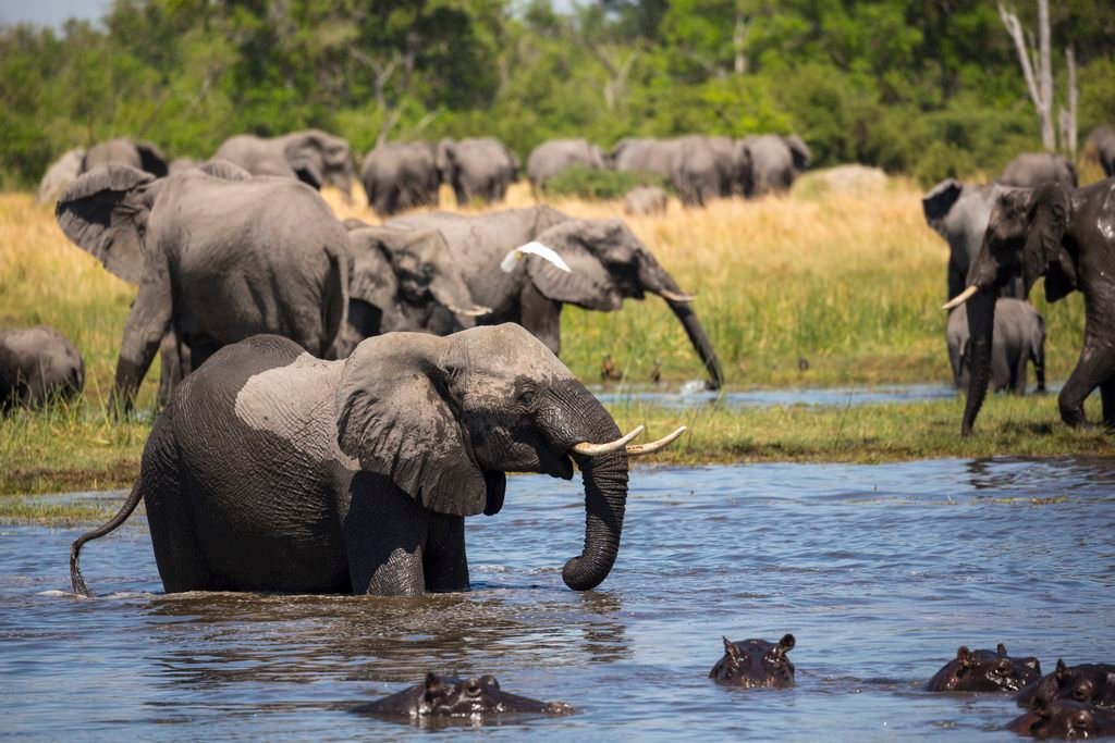 Tanzania Safari Honeymoon Guide: 12 Romantic Experiences for Couples