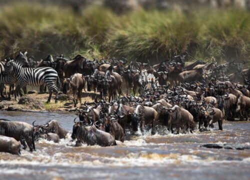6 Days Tanzania Great Migration Safari – Serengeti, Ngorongoro & Tarangire