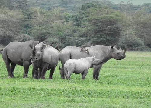 The Best 4-Day Luxury Lodge Safari in Tanzania in 2026, 2027 & 2028