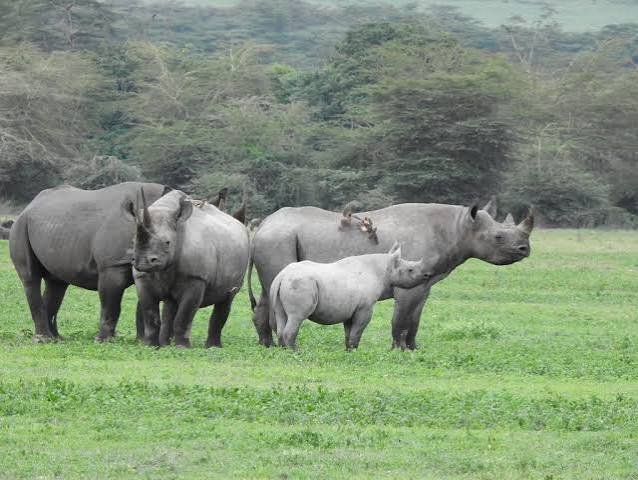 The Best 4-Day Luxury Lodge Safari in Tanzania in 2026, 2027 & 2028