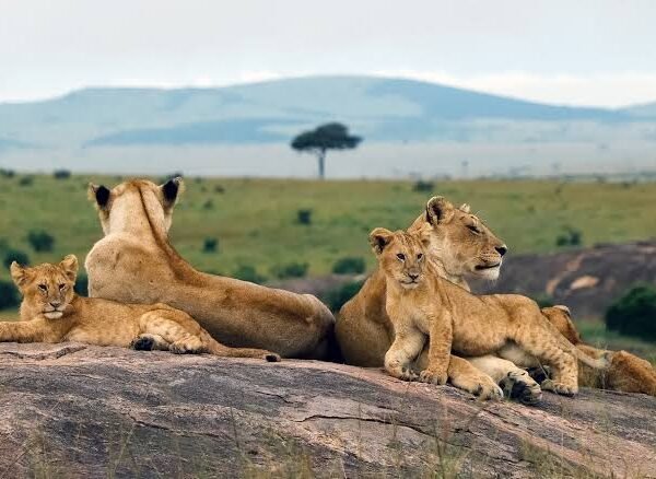 Tanzania’s Greatest 4-Day Luxury