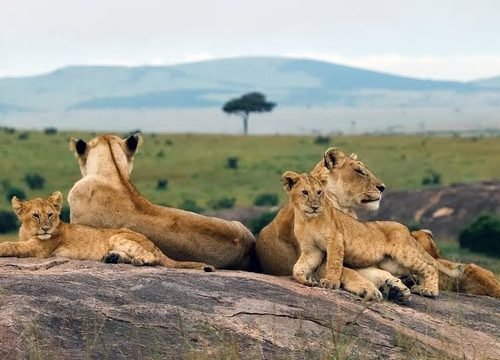 The Ultimate Wildlife Guide: What Animals Can You Expect to See on Safari in Tanzania in 2026–2028?