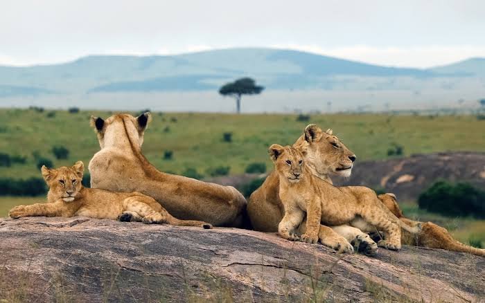 The Ultimate Wildlife Guide: What Animals Can You Expect to See on Safari in Tanzania in 2026–2028?