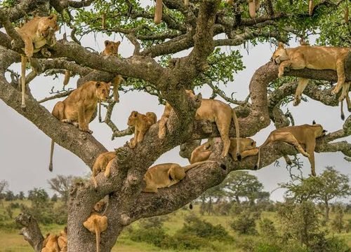 Lake Manyara Safari: Wildlife, Rift Valley Scenery and the Ultimate Tanzania Adventure 2026–2028