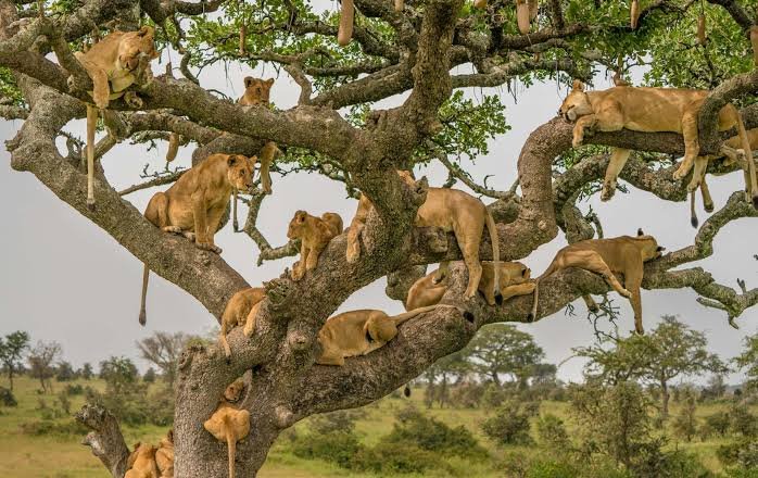 Lake Manyara Safari: Wildlife, Rift Valley Scenery and the Ultimate Tanzania Adventure 2026–2028