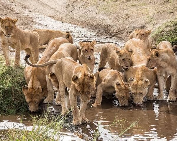 The Greatest 2-Day Camping or Lodge Safari in Tanzania 2026–2028
