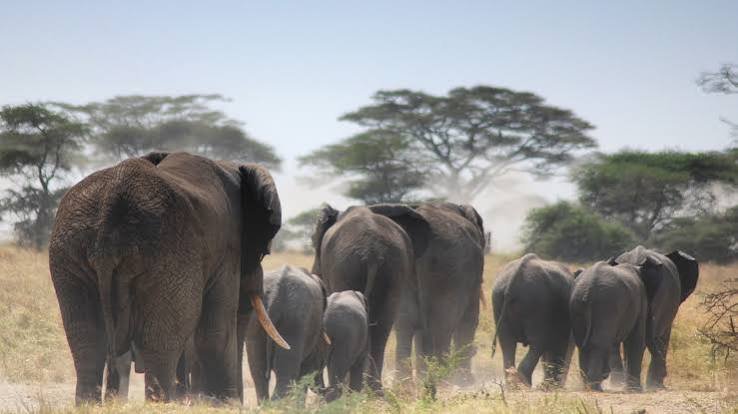 The Ultimate 9 Reasons to Visit Tarangire National Park in 2026–2028