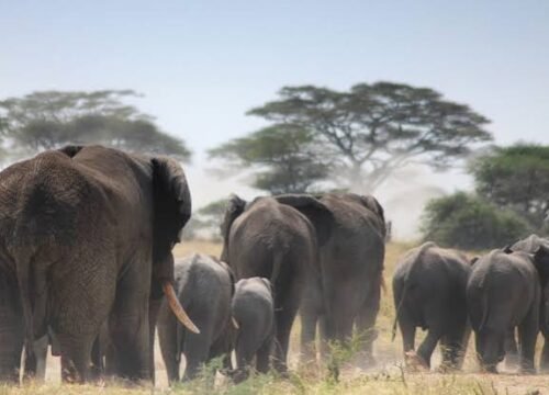 The Greatest 2-Day Camping or Lodge Safari in Tanzania 2026–2028 with Eko Tanzania Adventures