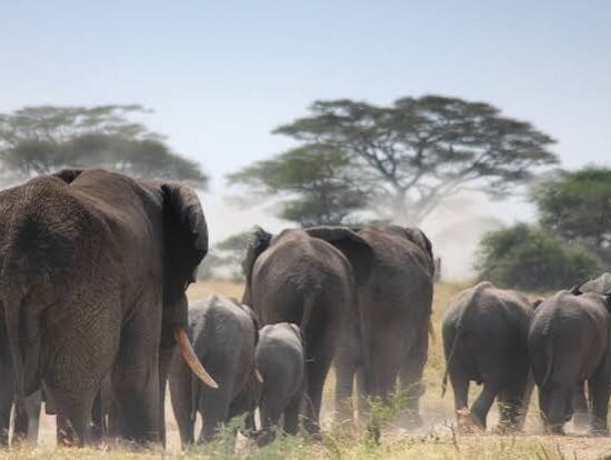 The Greatest 2-Day Camping or Lodge Safari in Tanzania 2026–2028 with Eko Tanzania Adventures