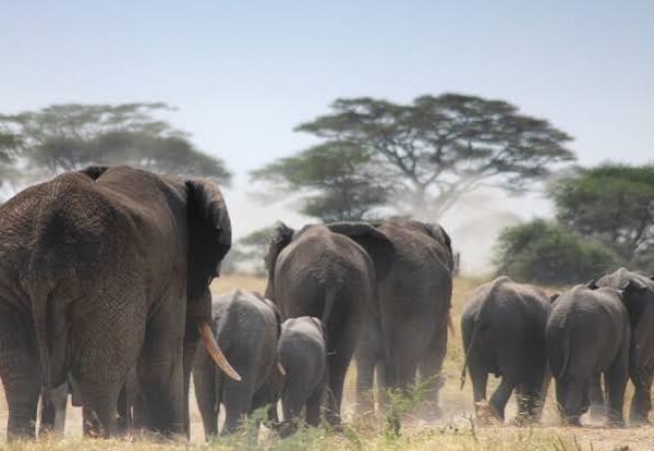 A 5-Day Serengeti Balloon Safari in Tanzania in 2026–2028: An Incredible Journey Above Africa’s Endless Plains