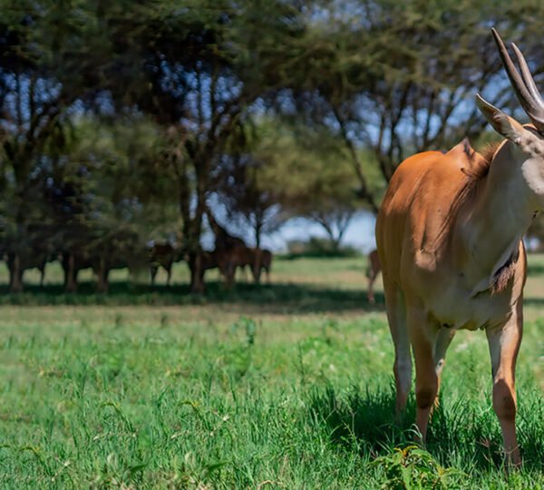 1-Day Arusha National Park Safari: Wild Views of Mount Meru