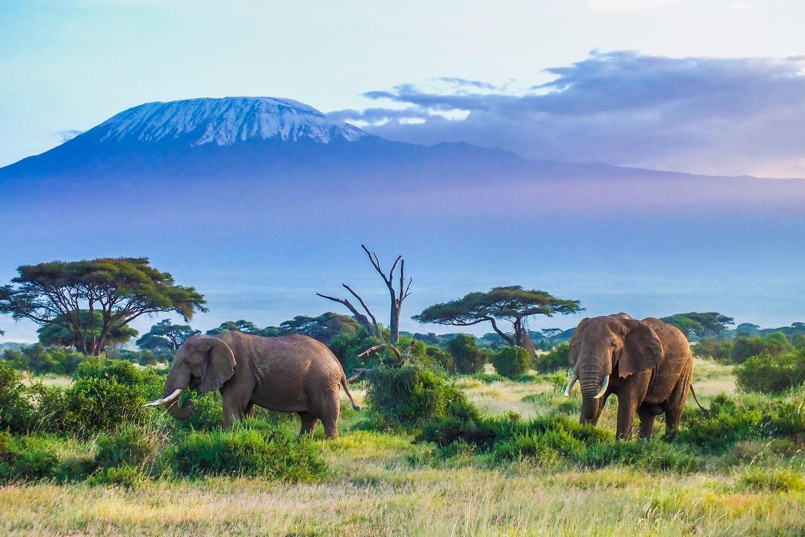 The Cheapest Kilimanjaro Route in 2026 and 2027: 7 Astute Price Comparisons That Will Save You Thousands