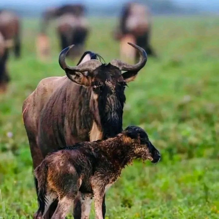 Best Serengeti Migration Safari Packages 2027–2028