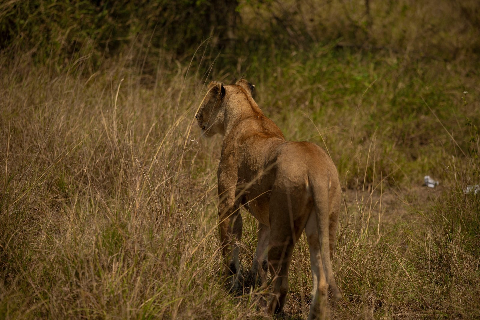The Epic 2-Day Tanzania Safari 2026–2028