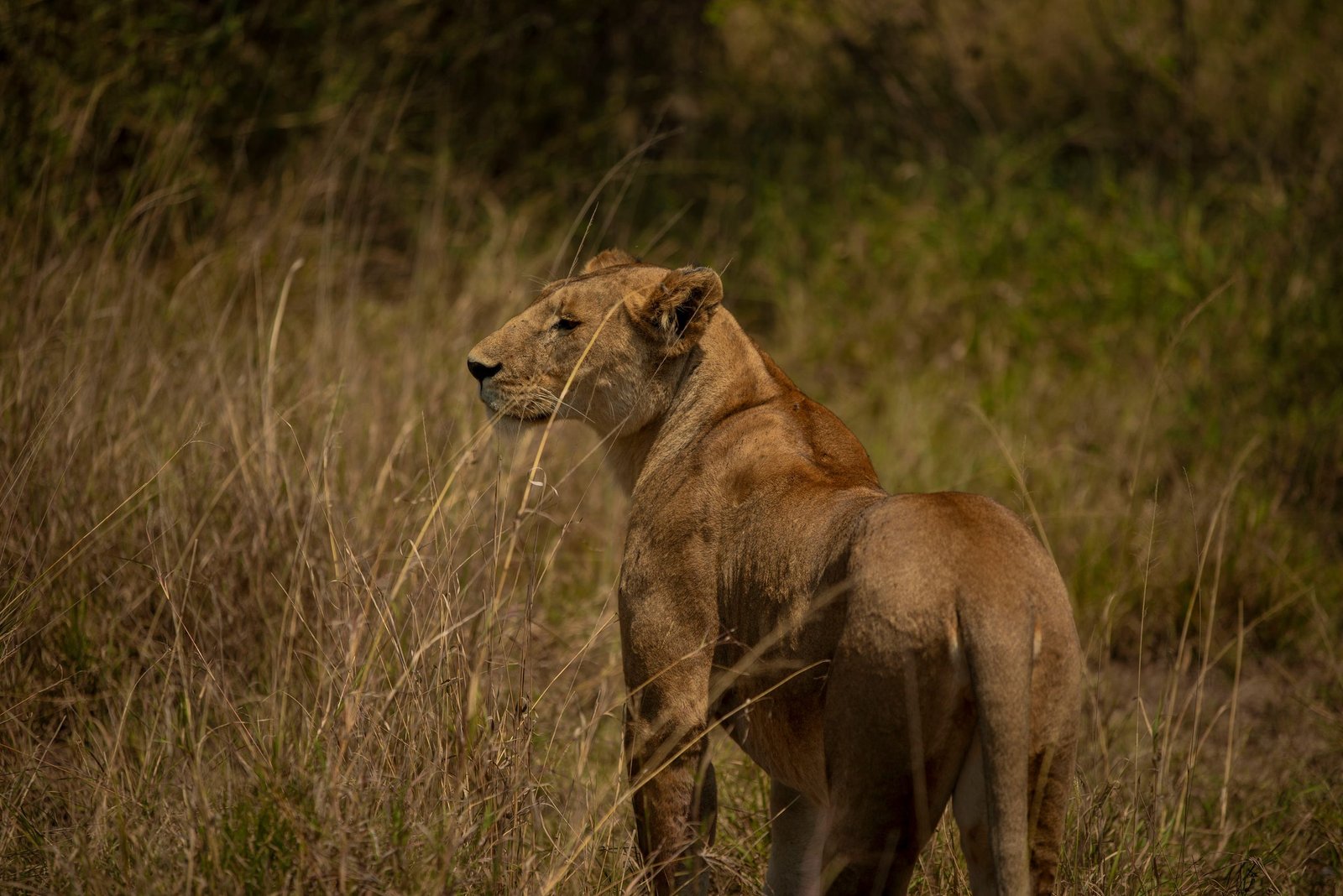 The Greatest 10-Day Tanzania Safari 2026–2028