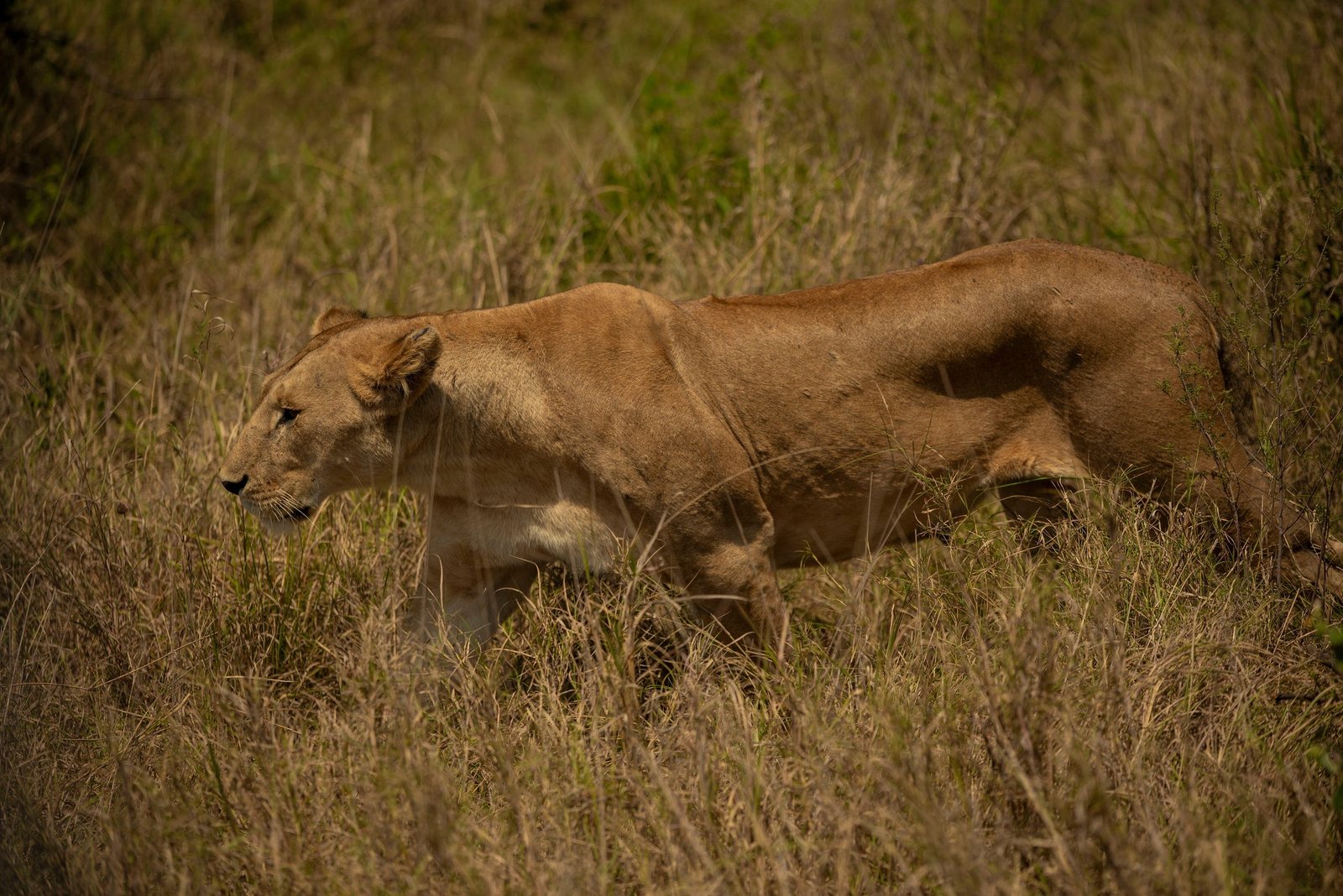 The Ultimate 9-Day Tanzania Safari Vacation 2026–2028