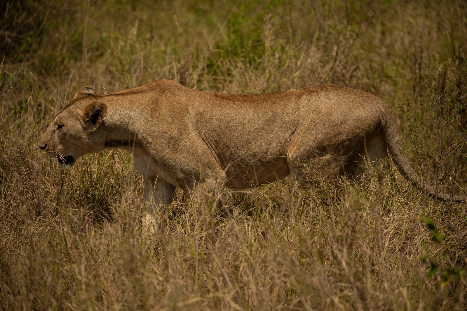 The Ultimate 7-Day Tanzania Safari 2026–2028